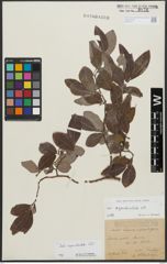Foto von Salix appendiculata Vill.